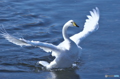 水の綺麗な清流の白鳥