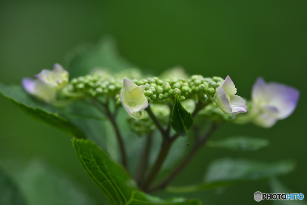 雨引観音の紫陽花　　は