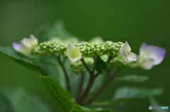 雨引観音の紫陽花　　は