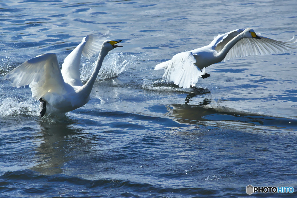 清流の白鳥
