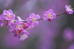 車で探した白梅紅梅　四