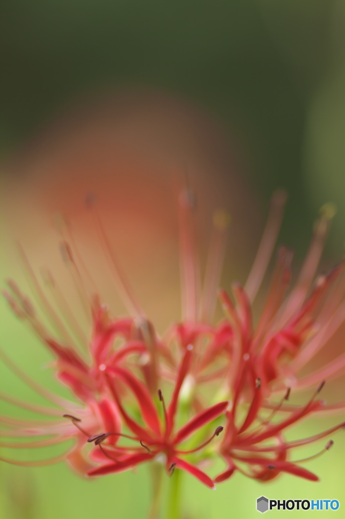 　”　天上の華　”