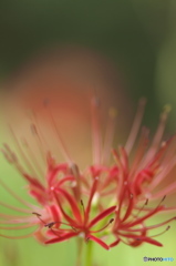 　”　天上の華　”