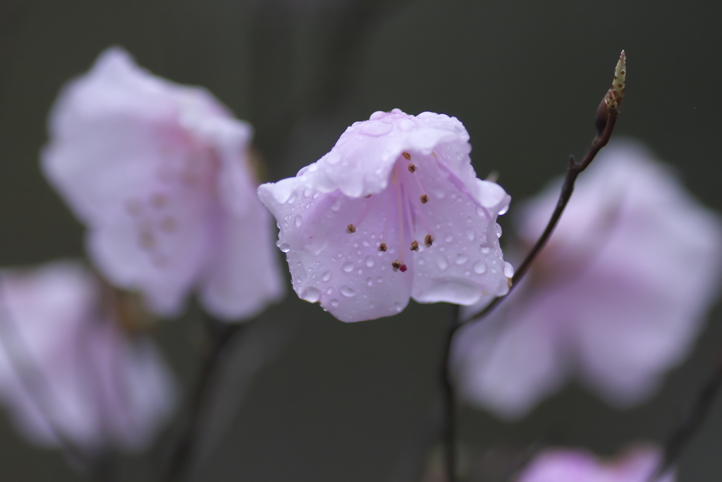 雨のヤシオ　イ