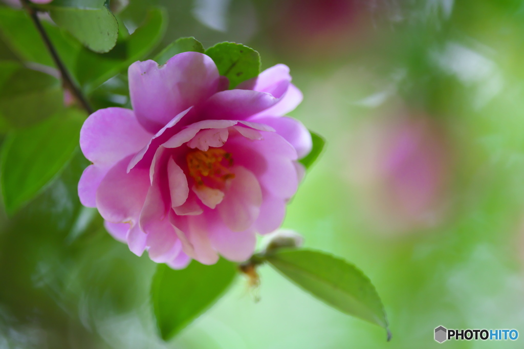 公園の山茶花