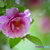 公園の山茶花