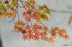 紅葉