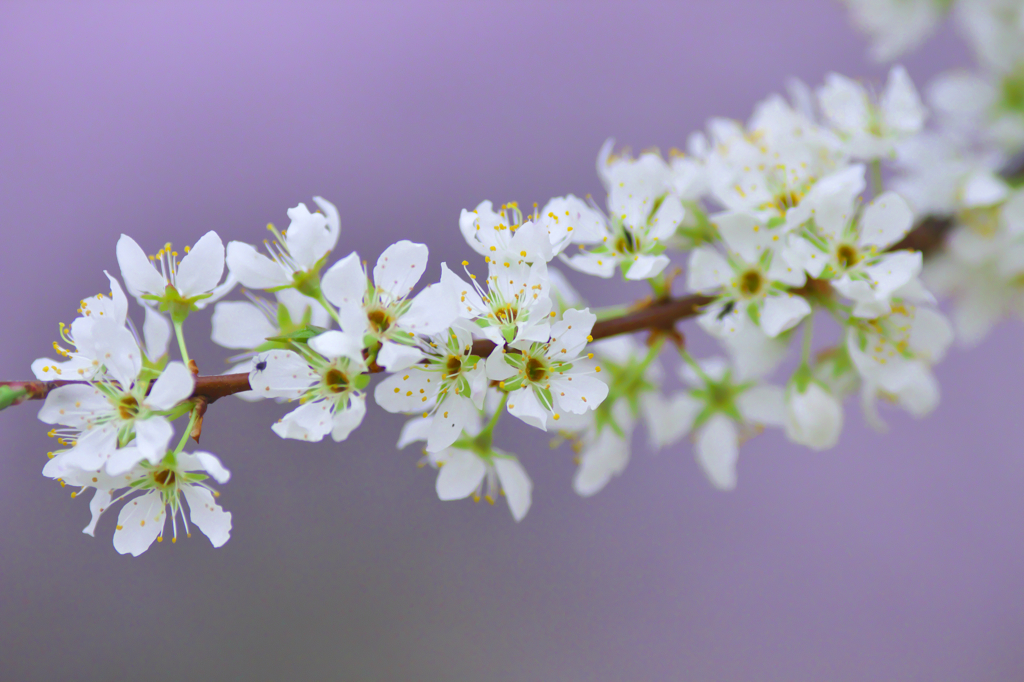 公園の花　Ⅰ