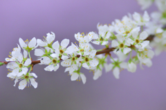 公園の花　Ⅰ