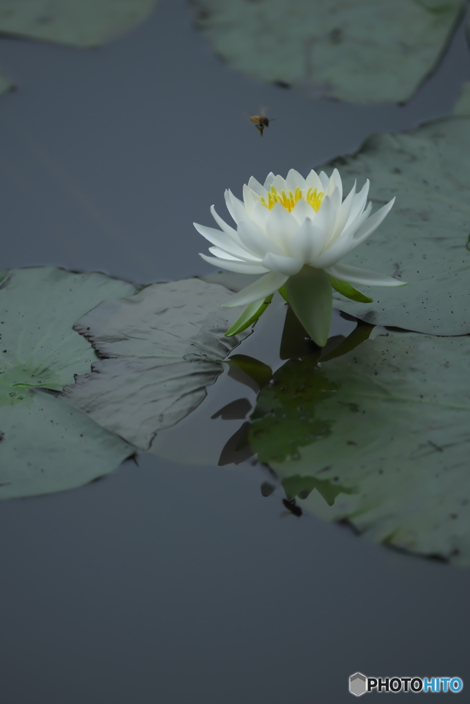 水の綺麗な沼に咲く睡蓮　イ