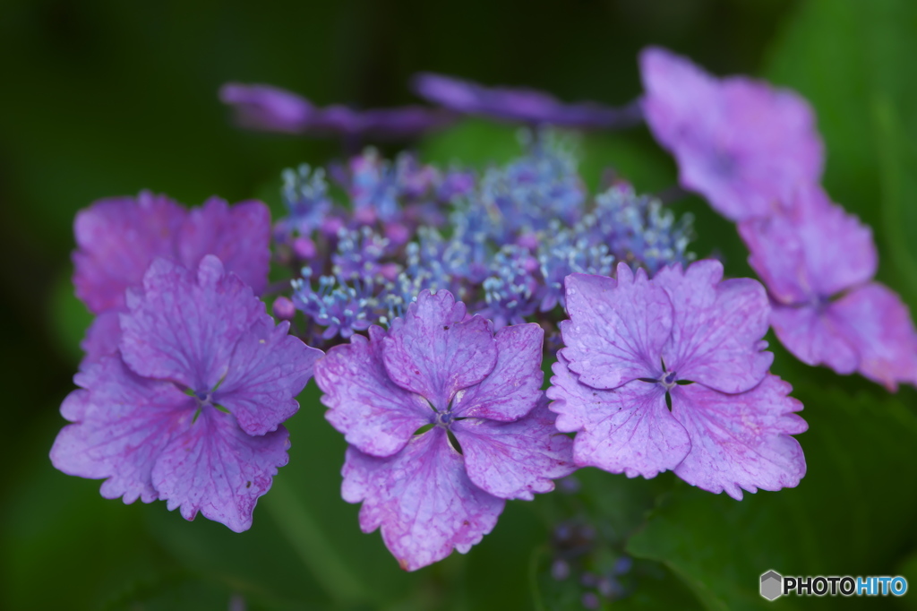 額紫陽花　　ニ