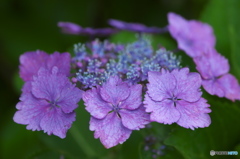 額紫陽花　　ニ