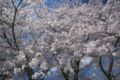 宮川の桜