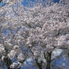 宮川の桜