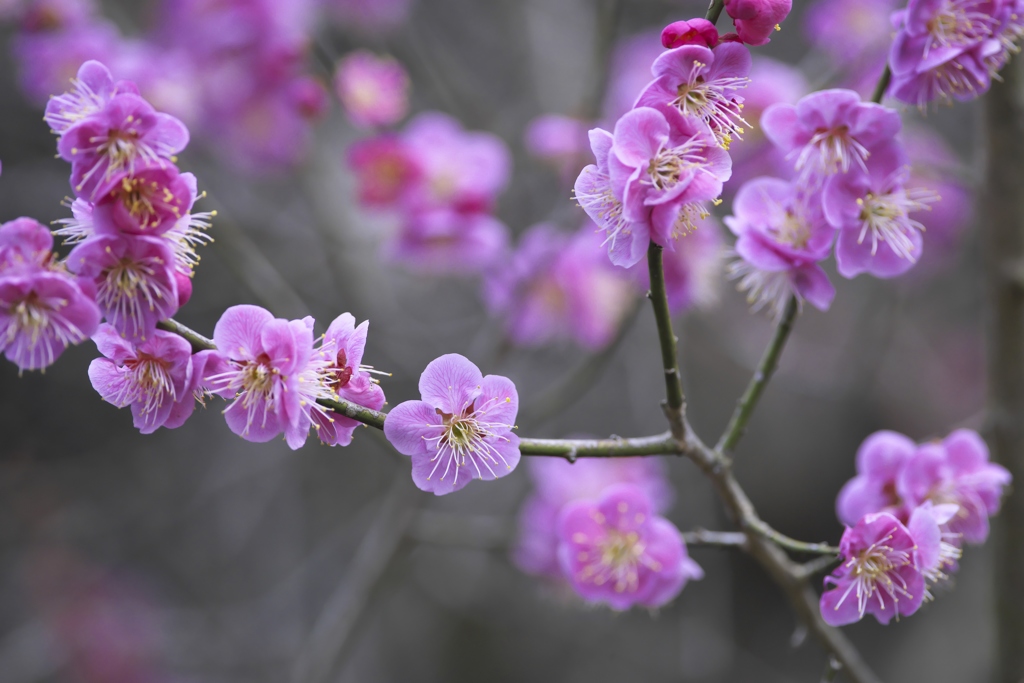 近くのお寺の梅の花　Ⅳ