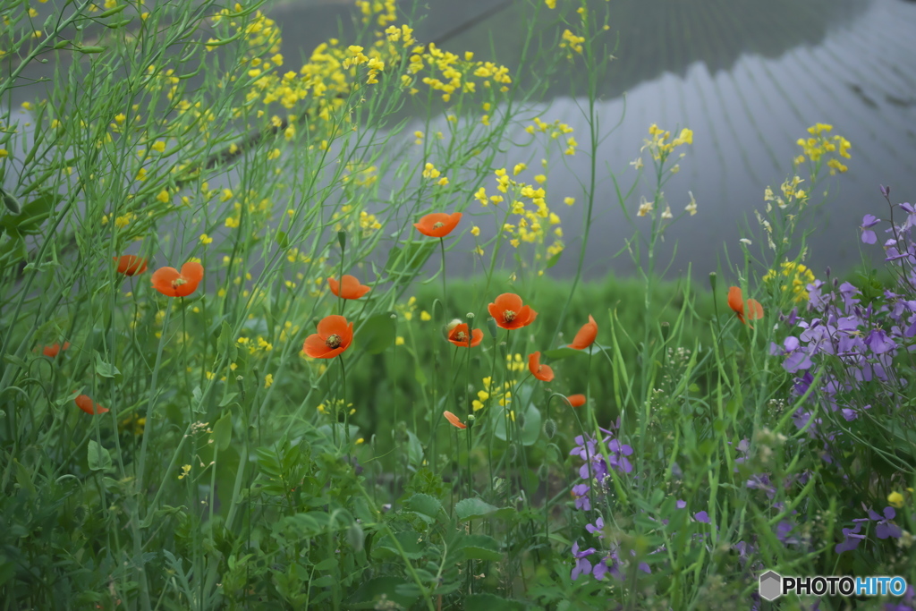 道端の花　　ロ