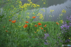 道端の花　　ロ