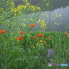 道端の花　　ロ