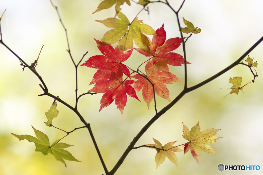 滝川渓谷の紅葉