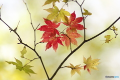 滝川渓谷の紅葉