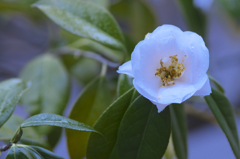 霧の公園の椿　Ⅱ