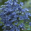 雨引観音の紫陽花　ろ