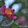 山茶花