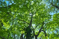 観音沼森林公園のフォトウォーキング　Ｄ