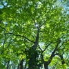 観音沼森林公園のフォトウォーキング　Ｄ