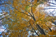 観音沼森林公園の秋