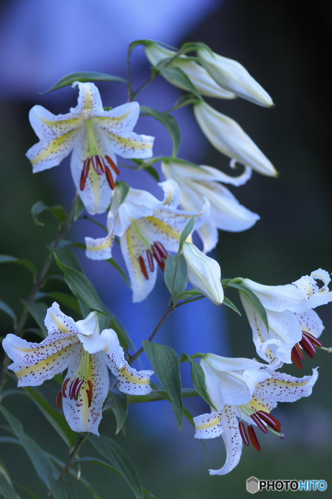 ヤマユリの饗宴　四