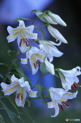 ヤマユリの饗宴　四