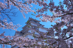 鶴ヶ城の桜　ロ
