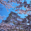 鶴ヶ城の桜　ロ