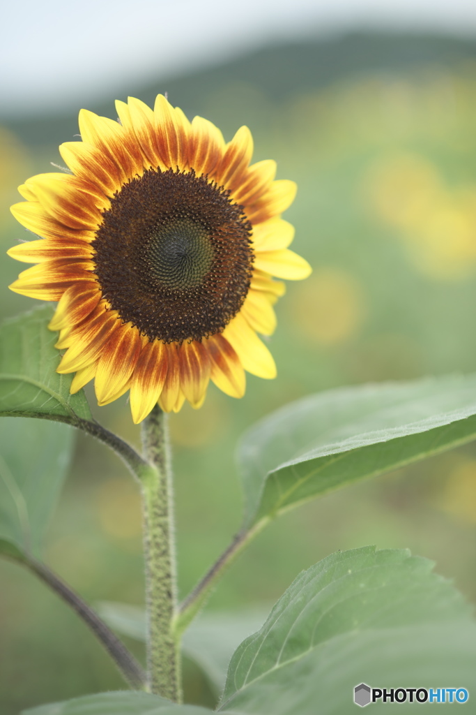 ヒマワリ祭り　b