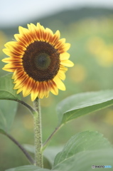 ヒマワリ祭り　b