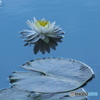 水の綺麗な沼に咲く睡蓮　　Ⅲ