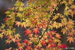 江竜田の秋