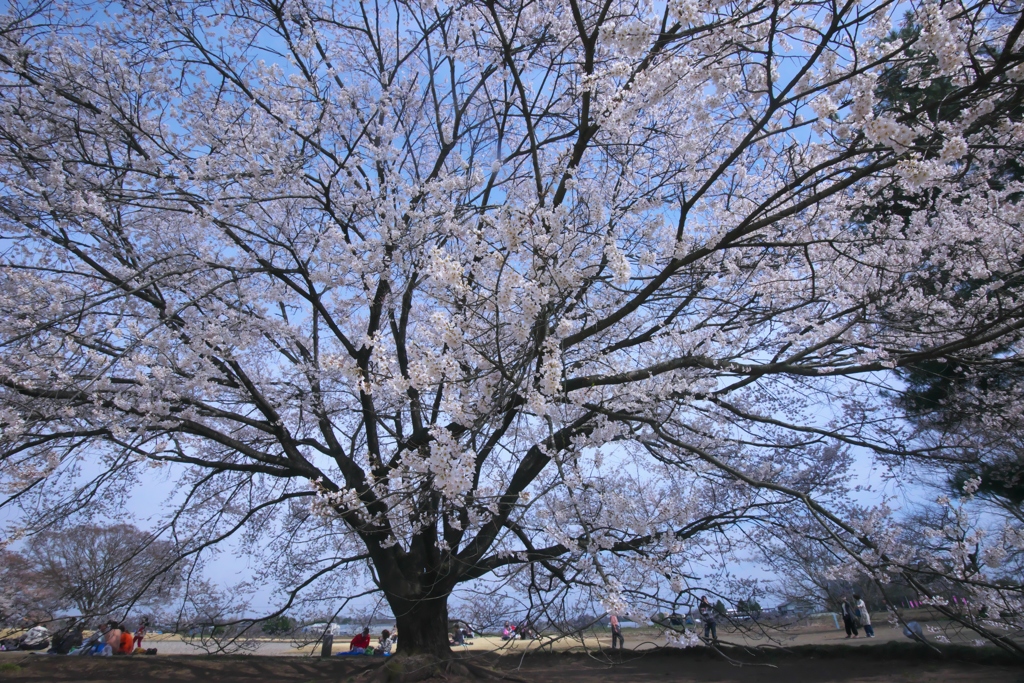 桜満開　薄墨桜　壱