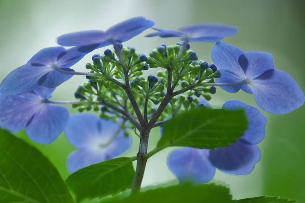 雨引観音の紫陽花　弐