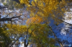 森林公園の秋 森林公園の秋
