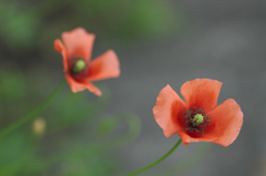 路傍に咲く花　弐