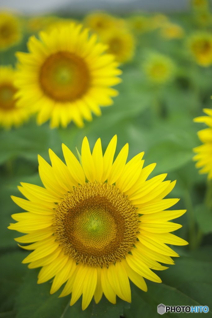 ヒマワリ畑　A