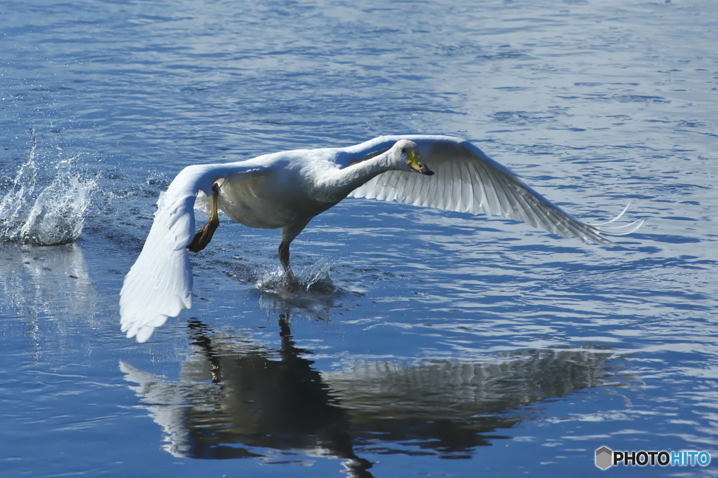 純白の白鳥は清流が似合う　(^^♪