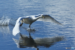 純白の白鳥は清流が似合う　(^^♪