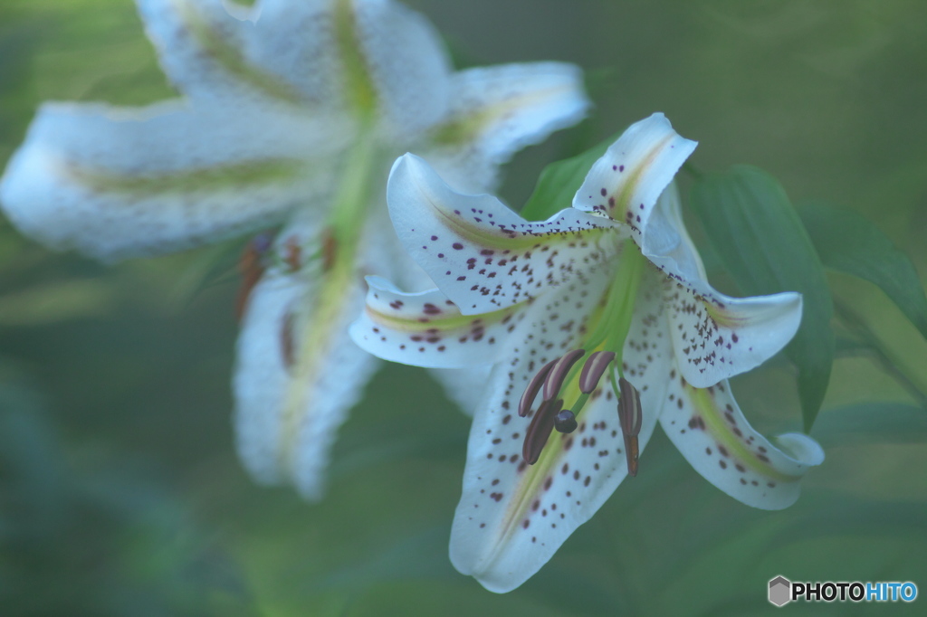知人の庭に咲くヤマユリ　ろ