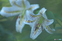 知人の庭に咲くヤマユリ　ろ