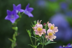 知人の庭は花いっぱい♪♪　g