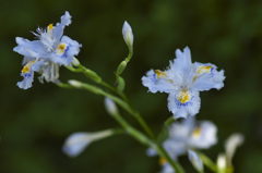 路傍に咲く花　参