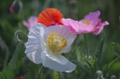 ヒナゲシの花園　Ⅰ